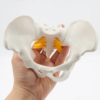 Мини-Модел на Таза Модел на Човешкия Скелет Проба Анатомията на тазобедрената Става Медицински Инструмент, Използван училище